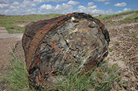 Petrified Forest NP