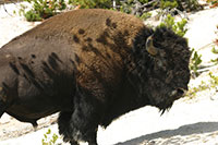 Yellowstone - Bison