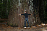 Redwood National Park - Giant Tree