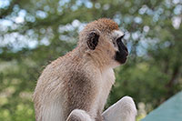 Tansania - Tarangire National Park