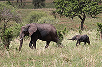 Tansania - Tarangire National Park