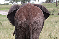 Tansania - Tarangire National Park