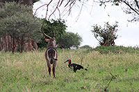 Tansania - Tarangire National Park