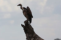 Tansania - Tarangire National Park