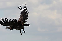 Tansania - Tarangire National Park