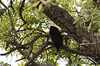 Tansania - Tarangire National Park