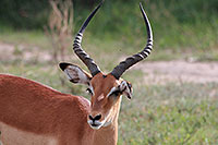 Tansania - Tarangire National Park