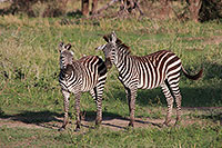 Tansania - Tarangire National Park