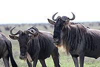 Tansania - Fahrt zum Serengeti NP