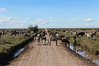 Tansania - Serengeti NP