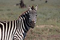 Tansania - Serengeti NP