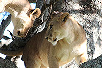 Tansania - Serengeti NP