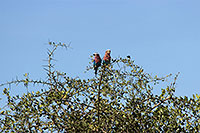 Tansania - Serengeti NP