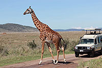 Tansania - Serengeti NP