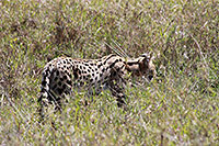 Tansania - Serengeti NP