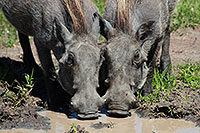 Tansania - Serengeti NP