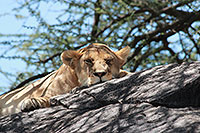 Tansania - Serengeti NP