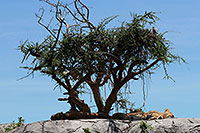 Tansania - Serengeti NP