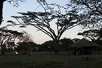 Tansania - Serengeti NP - Kati Kati Tented Camp