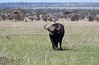 Tansania - Serengeti NP