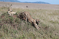 Tansania - Serengeti NP