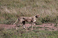 Tansania - Serengeti NP