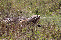 Tansania - Serengeti NP