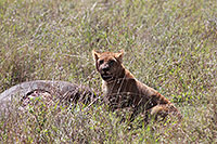 Tansania - Serengeti NP