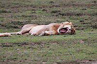 Tansania - Serengeti NP