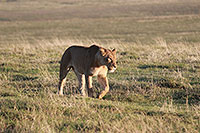 Tansania - Ngorongoro Krater