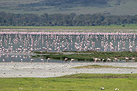 Tansania - Ngorongoro Krater