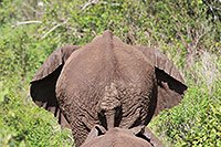 Tansania - Lake Manyara NP