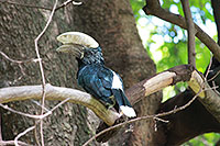 Tansania - Lake Manyara NP