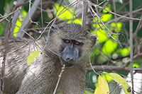 Tansania - Lake Manyara NP