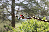 Tansania - Lake Manyara NP