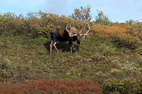 Caribou, Denali NP - Alaska