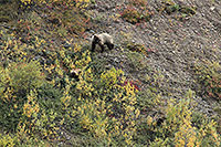 Grizzly Bear, Denali N -, Alaska