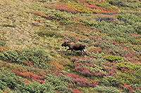 Moose, Denali NP - Alaska