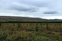 Stampede Rd, Denali NP - Alaska