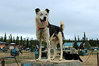 Muktuk Adventures, Whitehorse, Yukon - Kanada