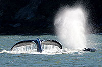 Tracy Arm Fjord, Tongass National Forest, Juneau - Alaska