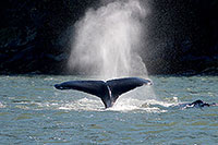 Tracy Arm Fjord, Tongass National Forest, Juneau - Alaska