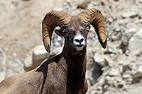 Bighorn-Sheep, Jasper NP, Alberta - Kanada