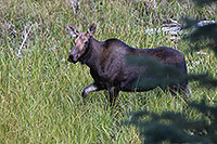 Moose, Jasper NP, Alberta  Kanada