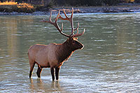 Hirschherde am Fluss, Jasper NP, Alberta - Kanada