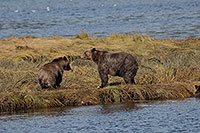 Tide Rip Grizzly Adventures, Telegraph Cove, BC Kanada