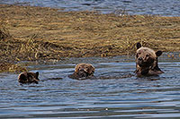 Tide Rip Grizzly Adventures, Telegraph Cove, BC Kanada