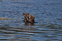 Tide Rip Grizzly Adventures, Telegraph Cove, BC Kanada