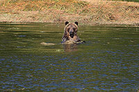 Tide Rip Grizzly Adventures, Telegraph Cove, BC Kanada