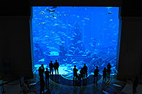 The Lost Chamberts Aquarium im Atlantis